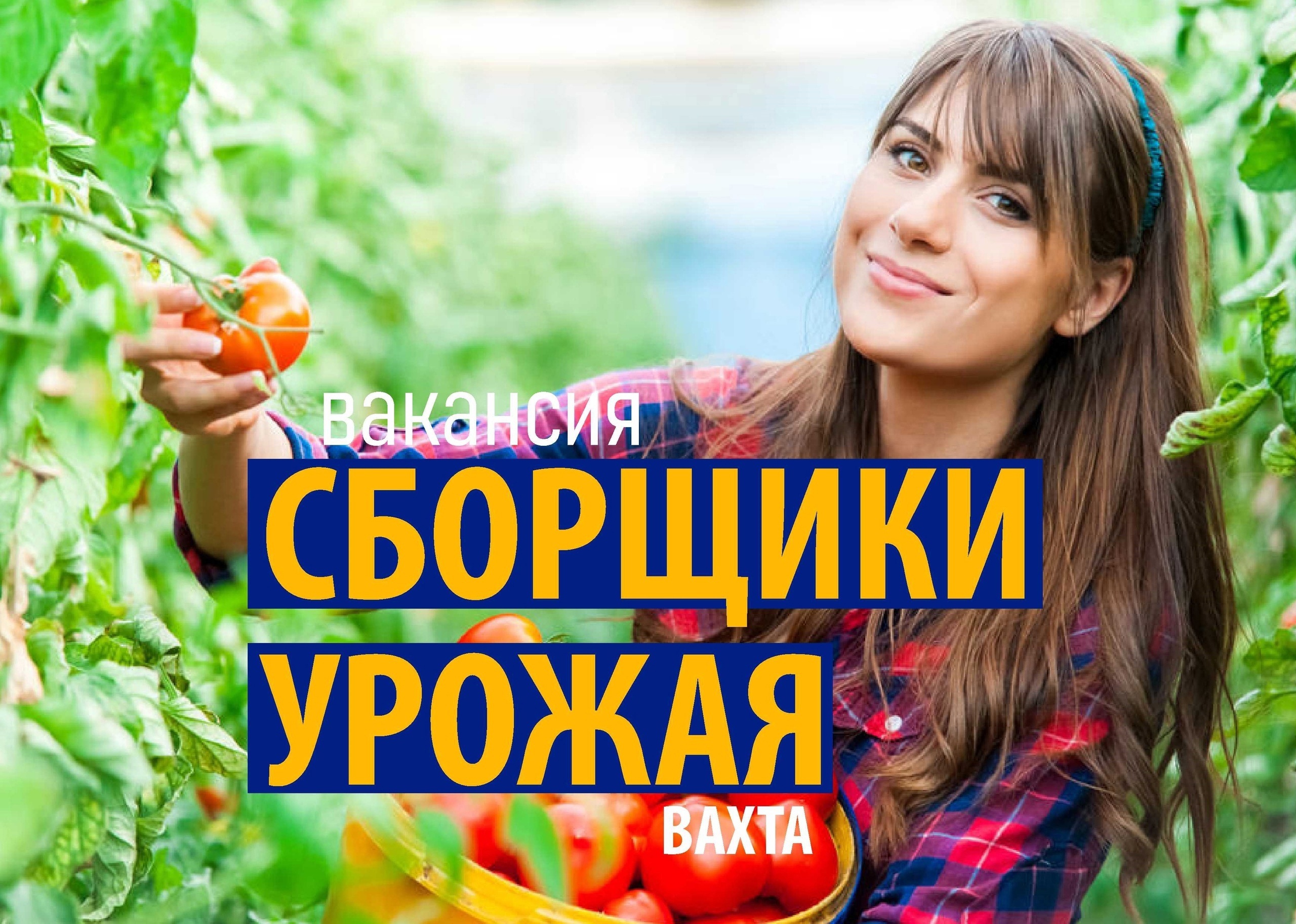 В Краснодарский край требуются на постоянной основе и вахтовым методом сотрудники для сбора томатов.