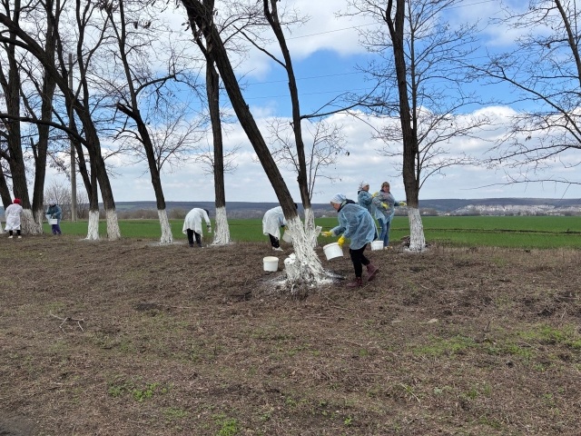 Приступили к побелке деревьев.