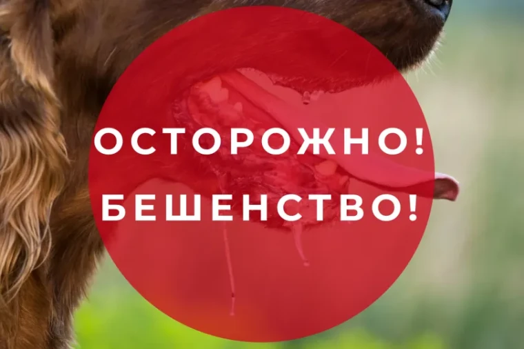 О подозрении на бешенство. О подозрении на бешенство.